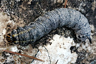 Agrius convolvuli Agrius convolvuli